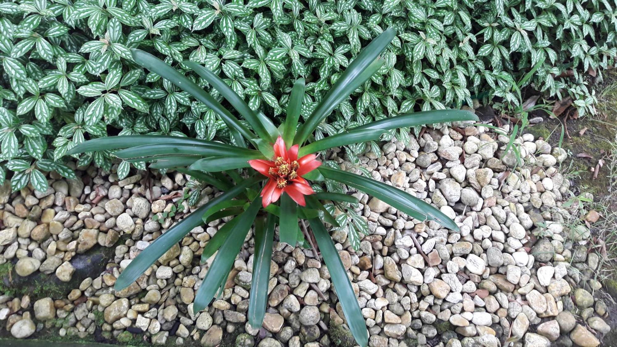 ホテル Quintal Da Mata サンセバスチャン エクステリア 写真