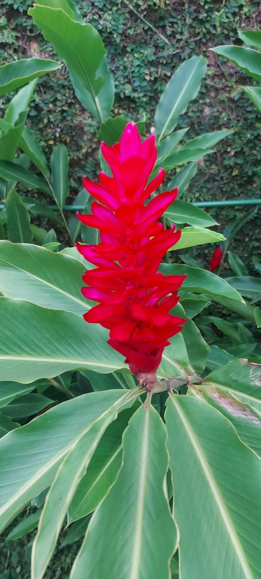 ホテル Quintal Da Mata サンセバスチャン エクステリア 写真